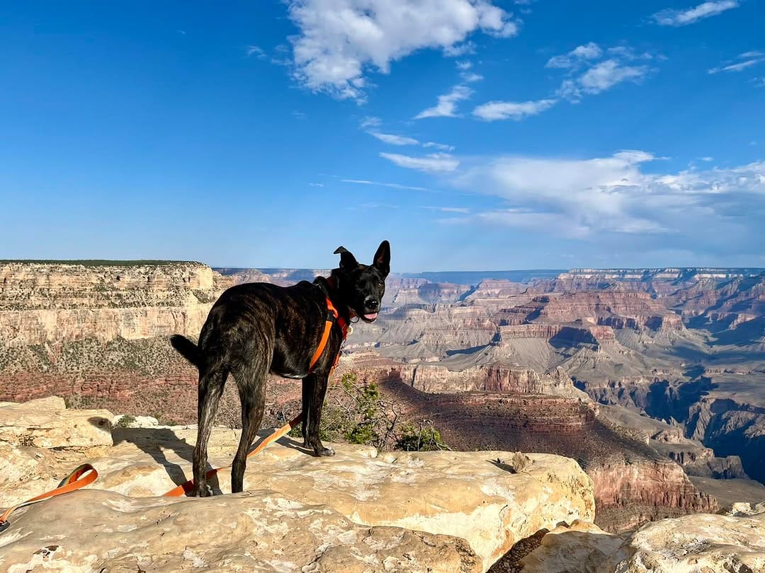 Post 9 by GoPetFriendly.com on Instagram (image)