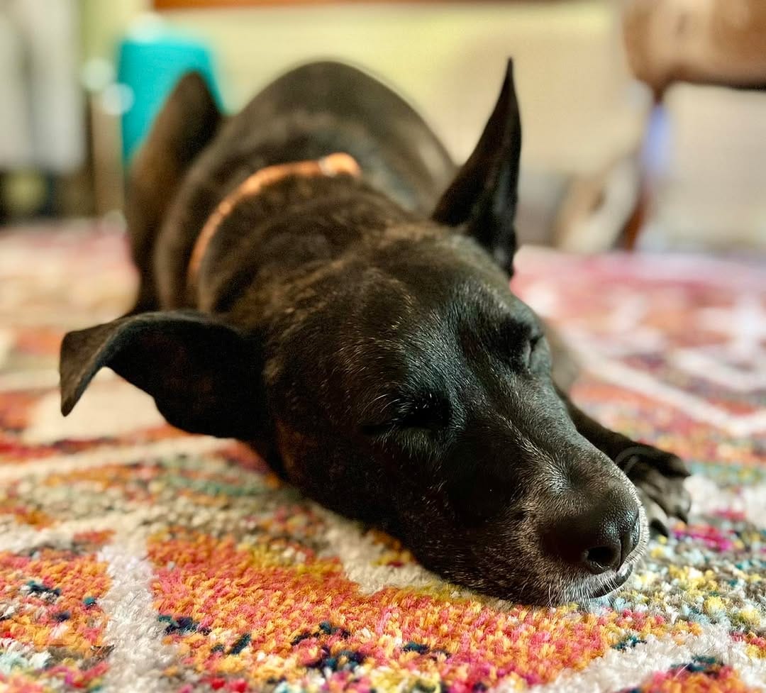 Post 4 by GoPetFriendly.com on Instagram (image)
