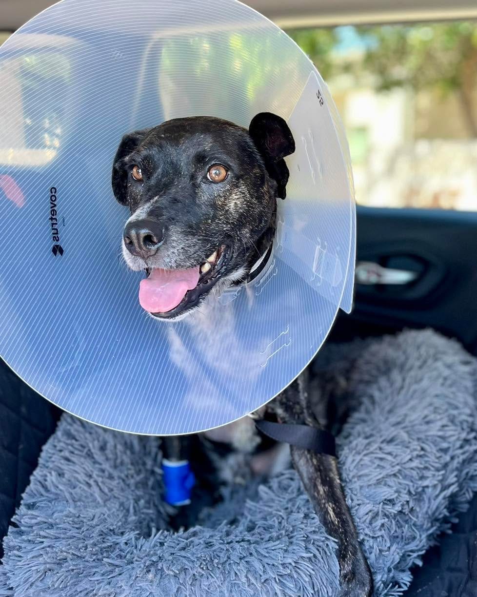 Post 3 by GoPetFriendly.com on Instagram (image)
