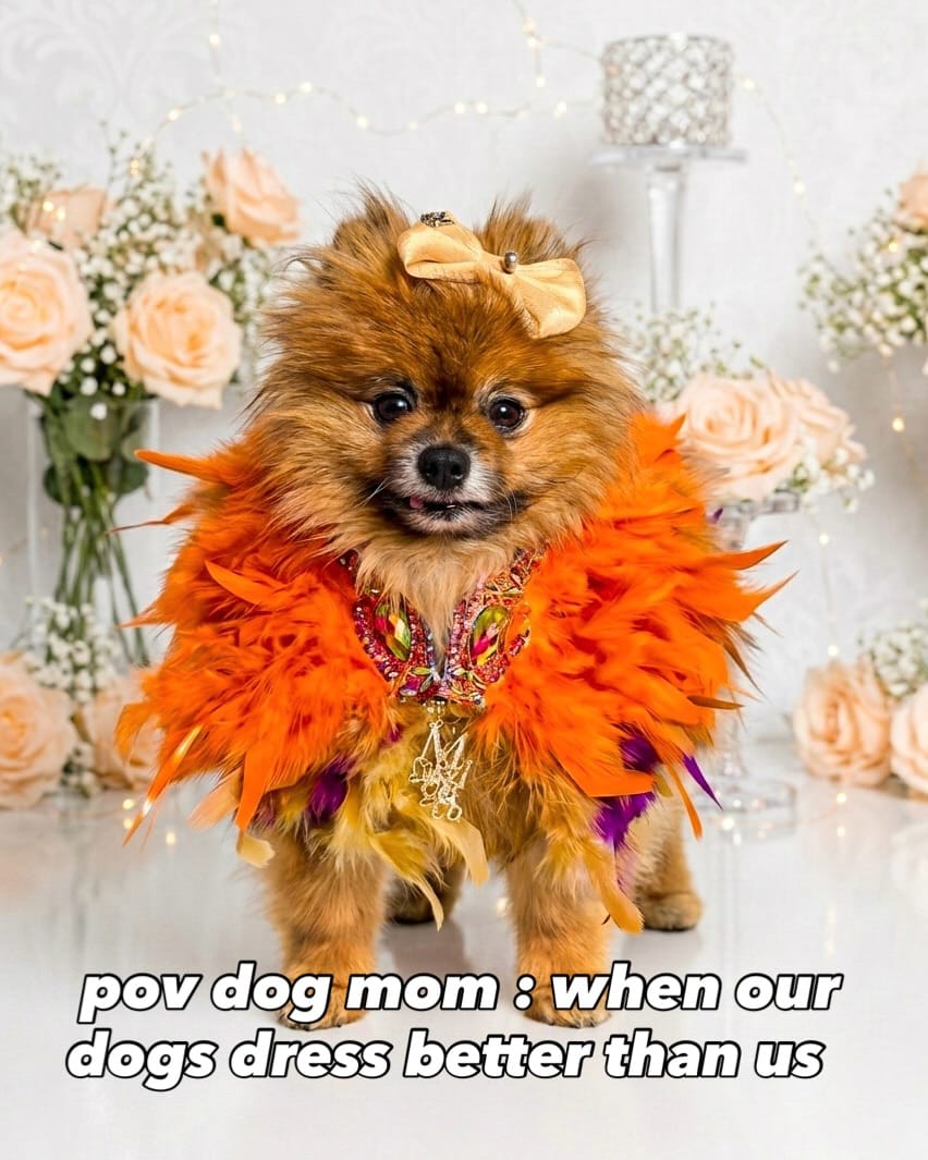 Post 5 by 𝗞𝗟𝗔𝗨𝗦 𝗧𝗛𝗘 𝗣𝗢𝗠 🐶 | 𝗙𝗔𝗦𝗛𝗜𝗢𝗡𝗜𝗦𝗧𝗔 on Instagram (carousel)
