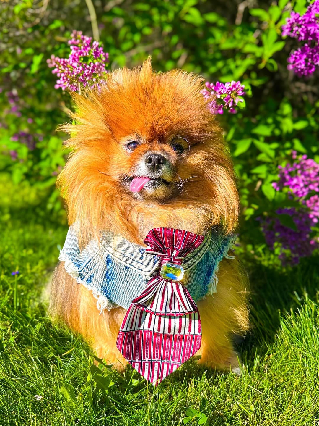 Post 1 by 𝗞𝗟𝗔𝗨𝗦 𝗧𝗛𝗘 𝗣𝗢𝗠 🐶 | 𝗙𝗔𝗦𝗛𝗜𝗢𝗡𝗜𝗦𝗧𝗔 on Instagram (image)
