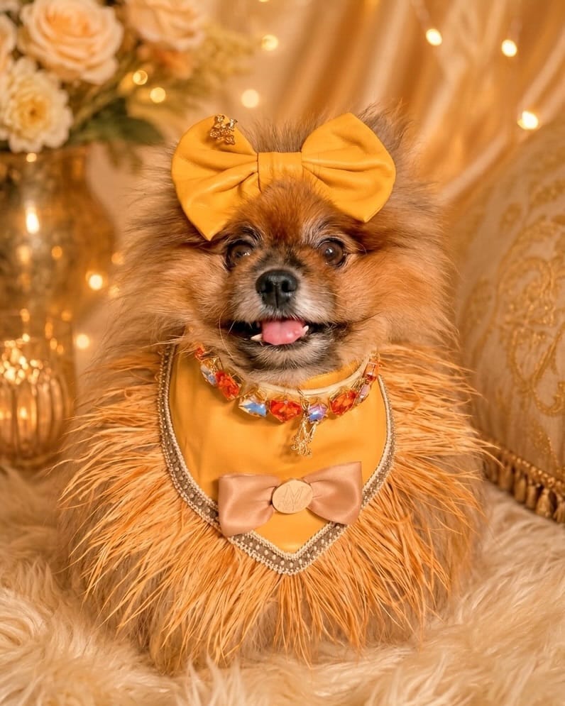 Post 9 by 𝗞𝗟𝗔𝗨𝗦 𝗧𝗛𝗘 𝗣𝗢𝗠 🐶 | 𝗙𝗔𝗦𝗛𝗜𝗢𝗡𝗜𝗦𝗧𝗔 on Instagram (carousel)