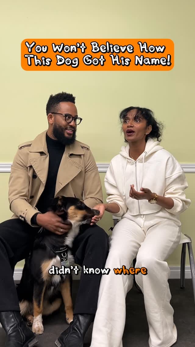 Post 4 by When Hounds Fly on Instagram (video)