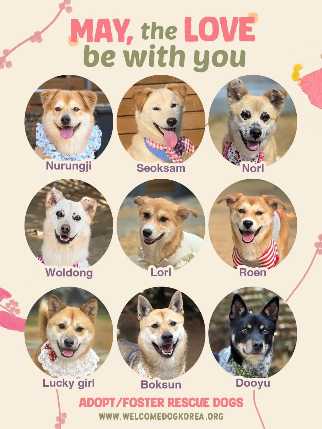 Post 8 by 웰컴독코리아_해외이동봉사/유기견해외입양 on Instagram (carousel)