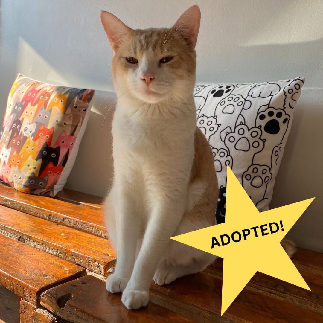 Post 8 by Mad Catter Cafe on Instagram (image)