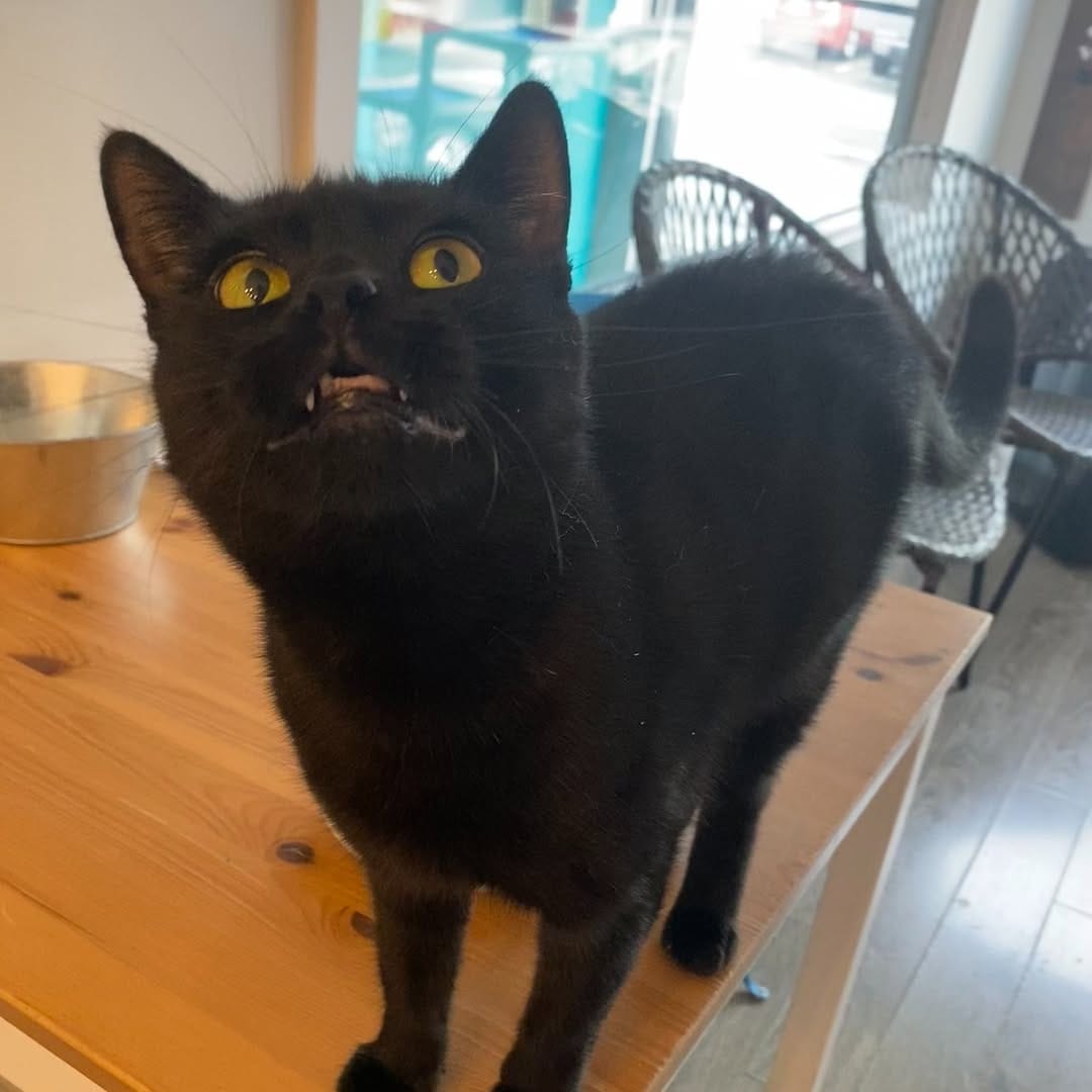 Post 5 by Mad Catter Cafe on Instagram (image)