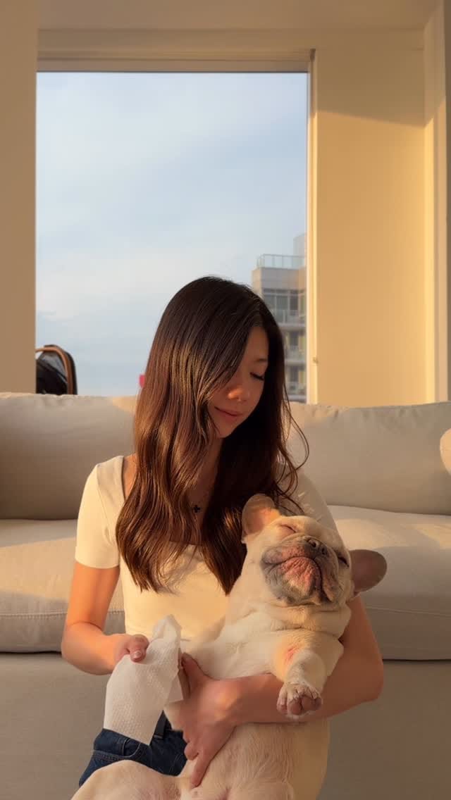 Post 1 by Kygo the French Bulldog on Instagram (video)