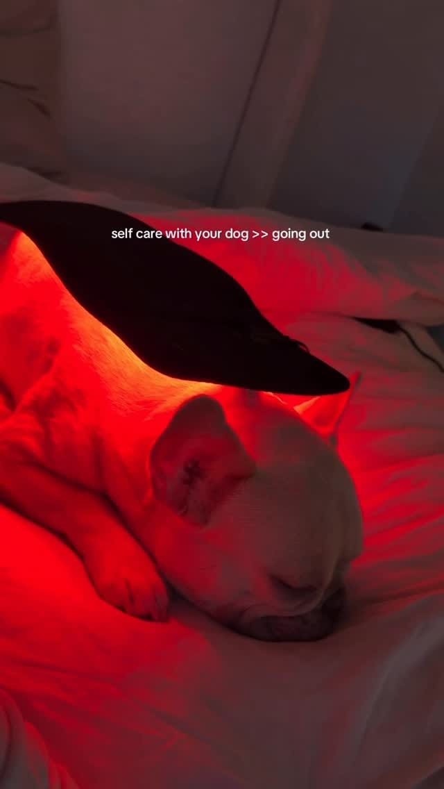 Post 8 by Kygo the French Bulldog on Instagram (video)