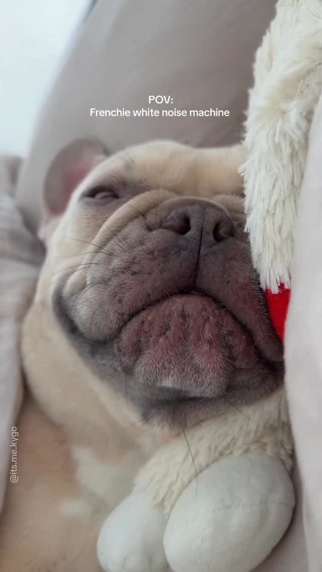 Post 2 by Kygo the French Bulldog on Instagram (video)