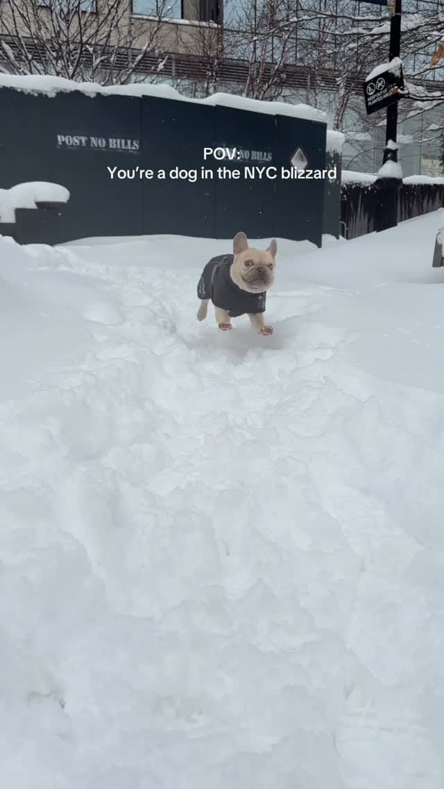 Post 4 by Kygo the French Bulldog on Instagram (video)