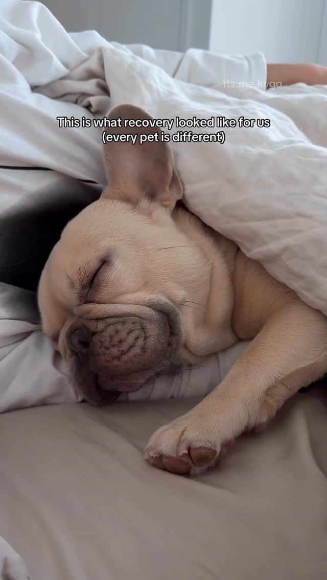 Post 6 by Kygo the French Bulldog on Instagram (video)