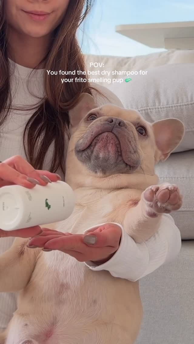 Post 5 by Kygo the French Bulldog on Instagram (video)