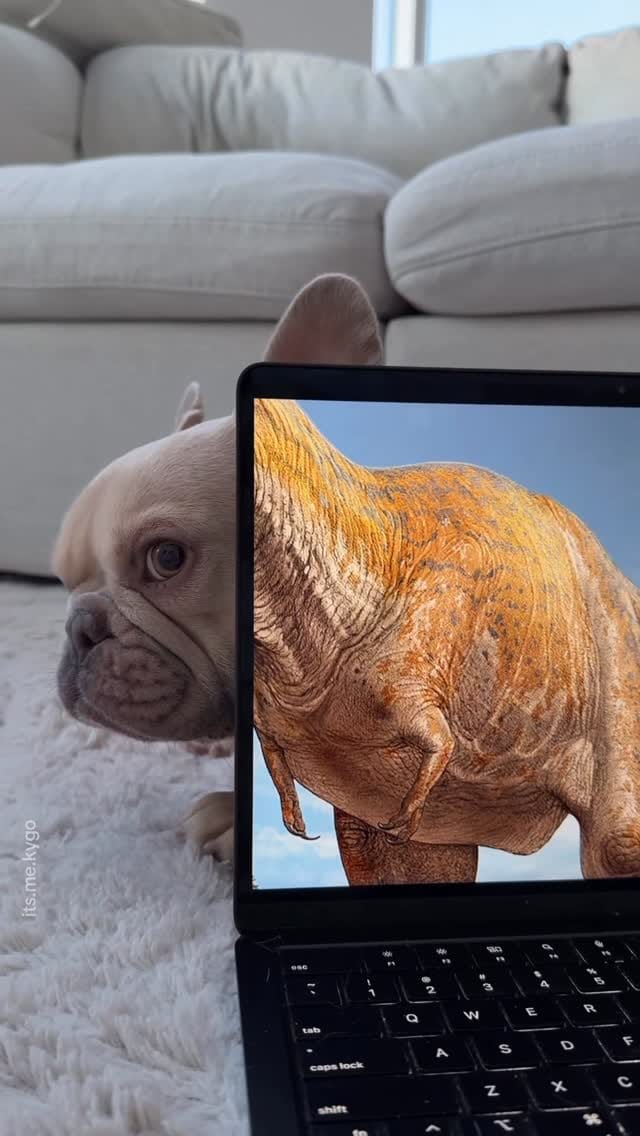 Post 3 by Kygo the French Bulldog on Instagram (video)