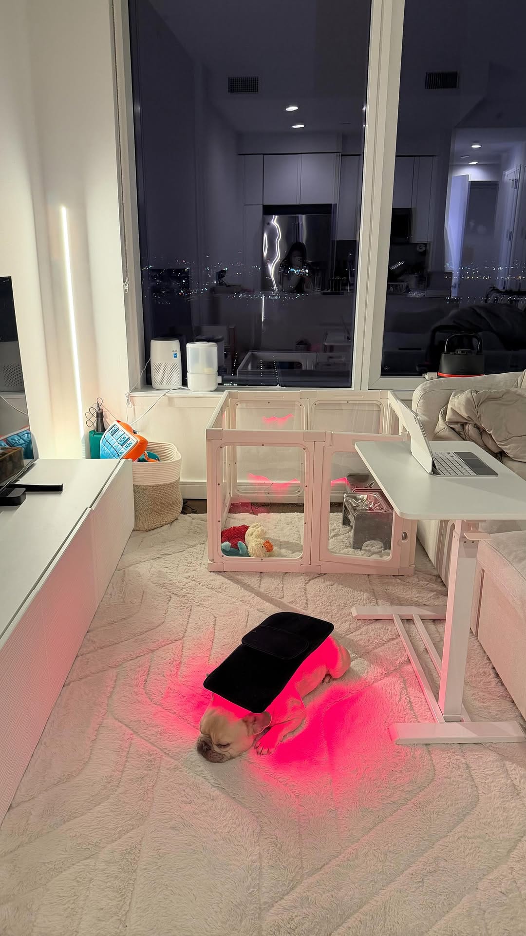 Post 10 by Kygo the French Bulldog on Instagram (video)