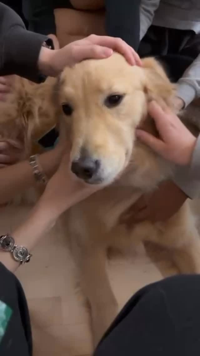 Post 7 by Corporate Canine Therapy SafePAWS on Instagram (video)