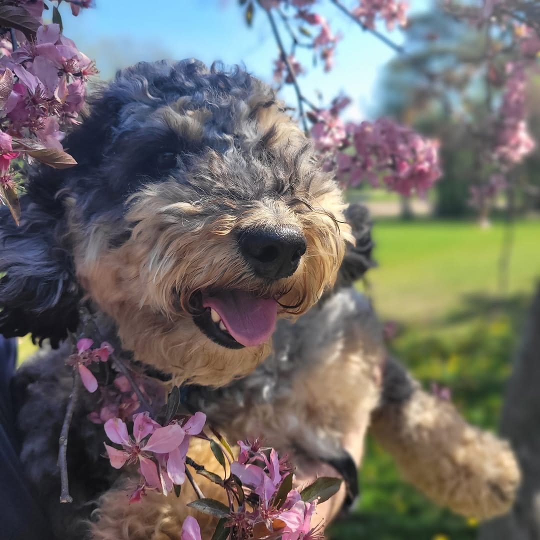 Post 9 by Corporate Canine Therapy SafePAWS on Instagram (carousel)