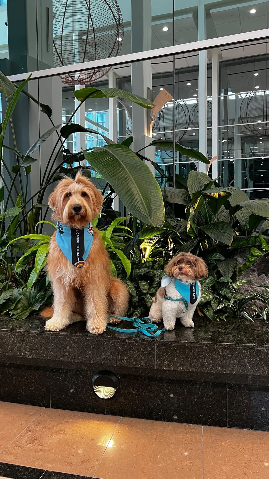 Post 8 by Corporate Canine Therapy SafePAWS on Instagram (video)