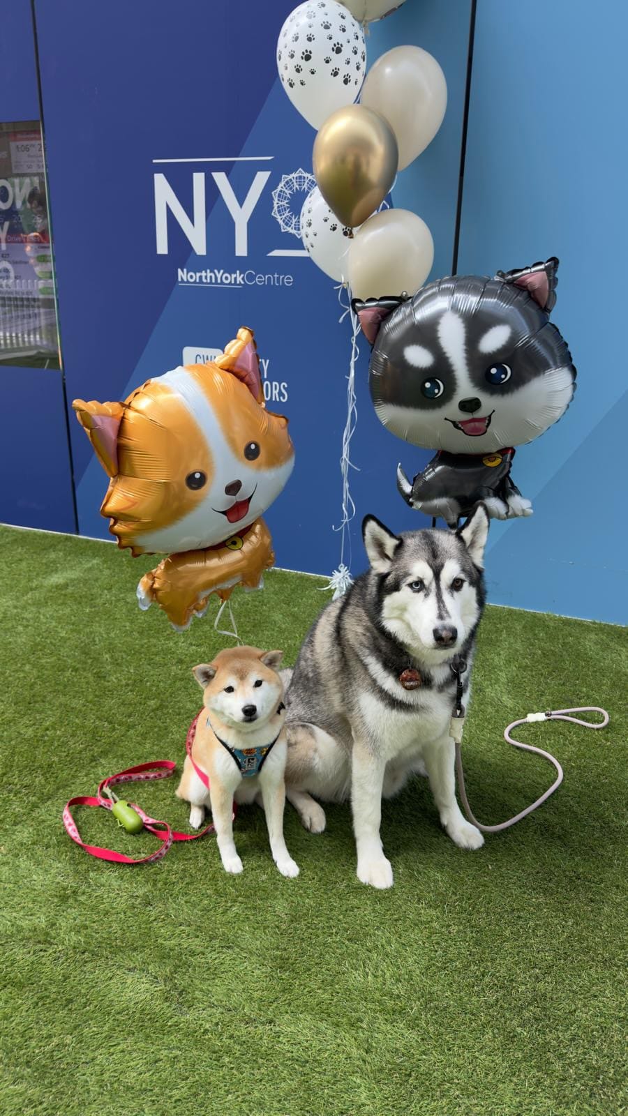 Post 3 by Corporate Canine Therapy SafePAWS on Instagram (video)