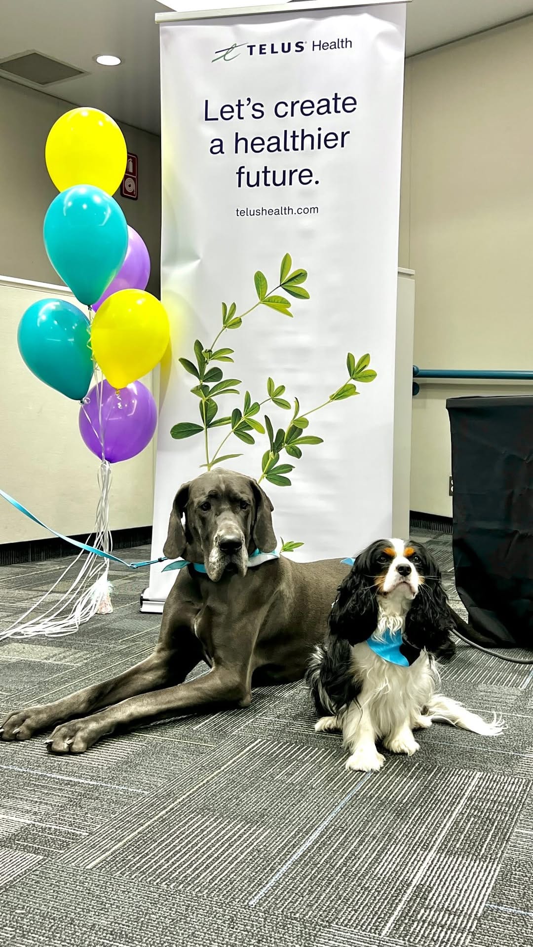 Post 5 by Corporate Canine Therapy SafePAWS on Instagram (video)