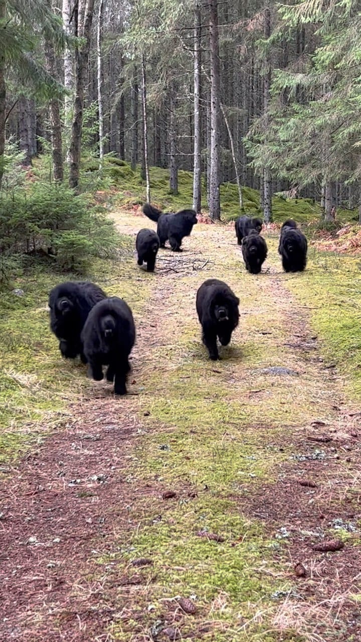 Post 10 by SWE-NEWFS 🇸🇪 on Instagram (video)