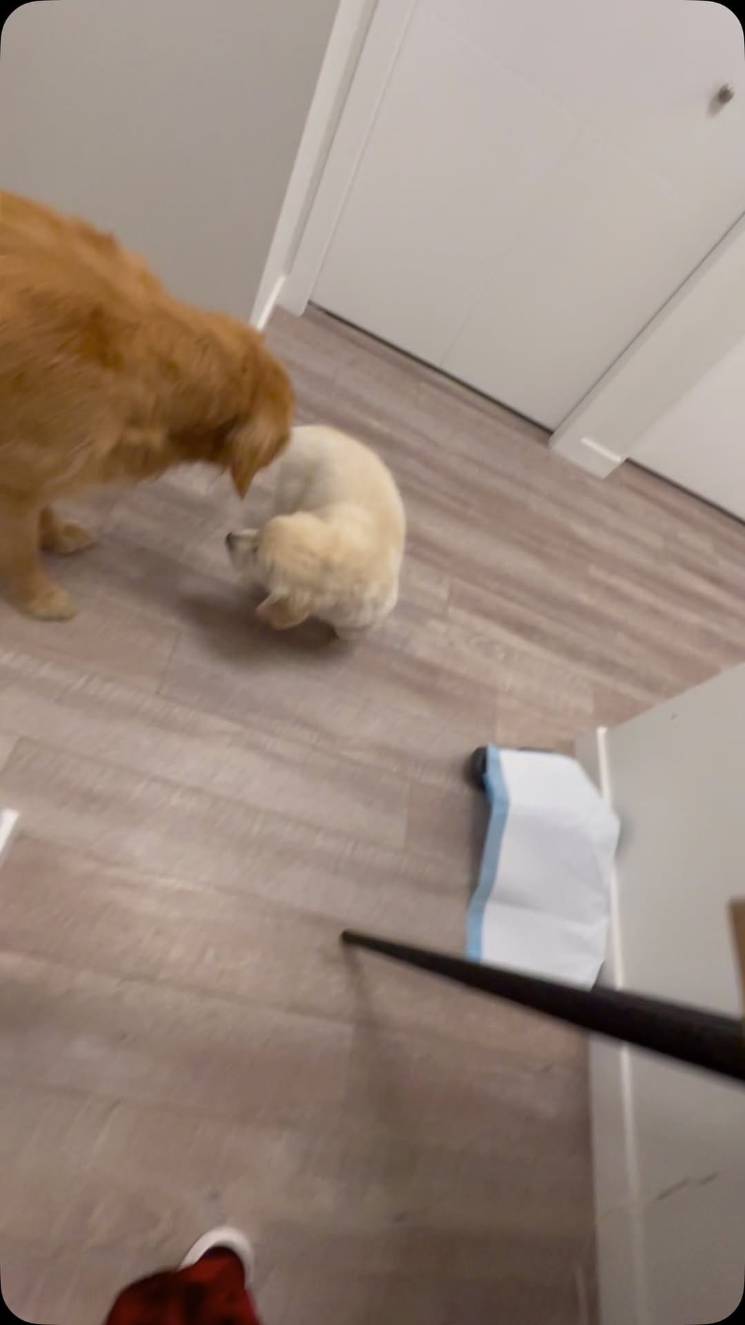 Post 8 by Tank the Duke on Instagram (video)
