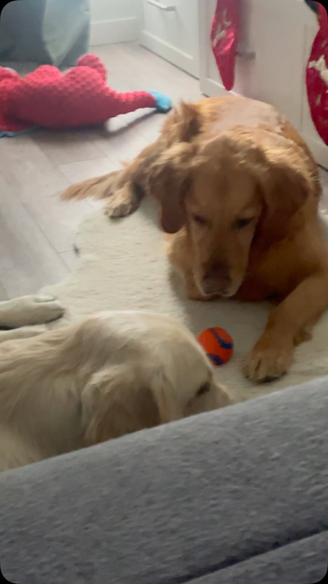 Post 3 by Tank the Duke on Instagram (video)