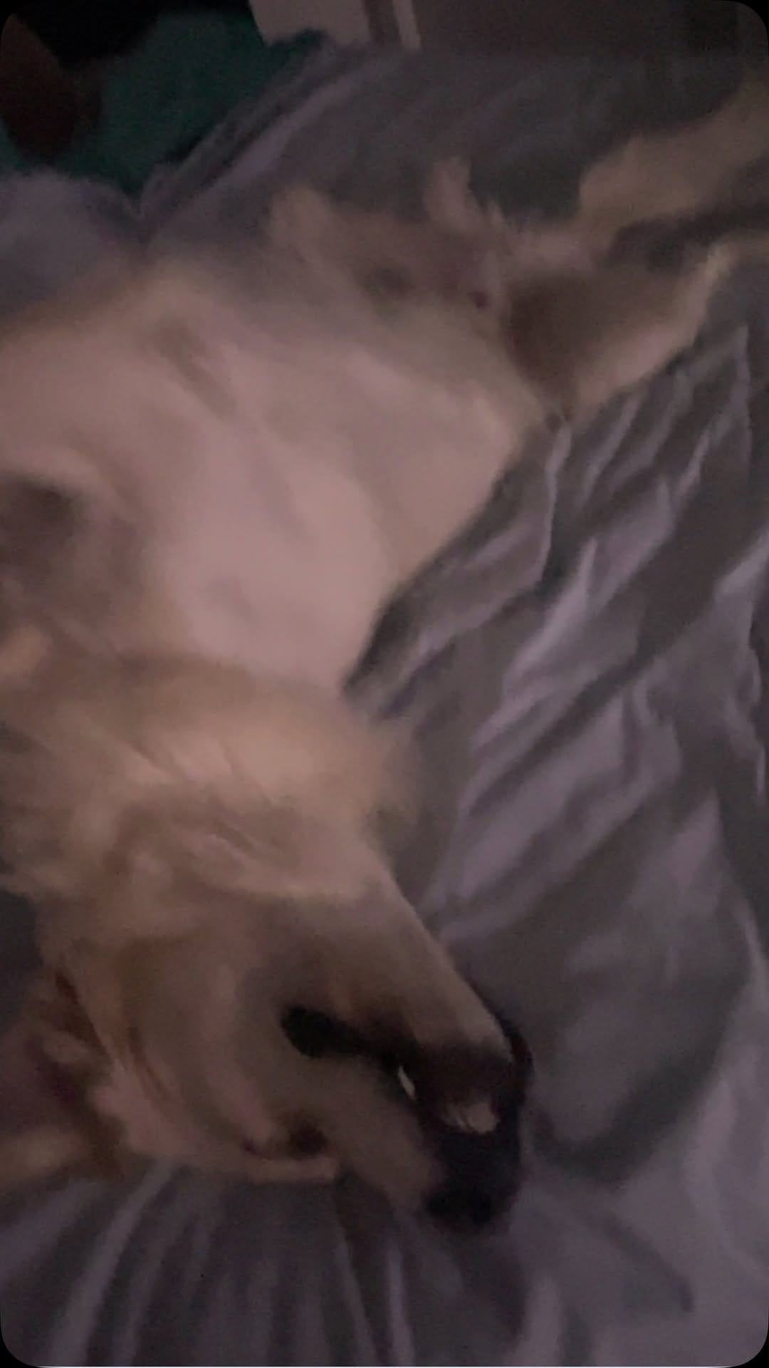 Post 5 by Tank the Duke on Instagram (video)