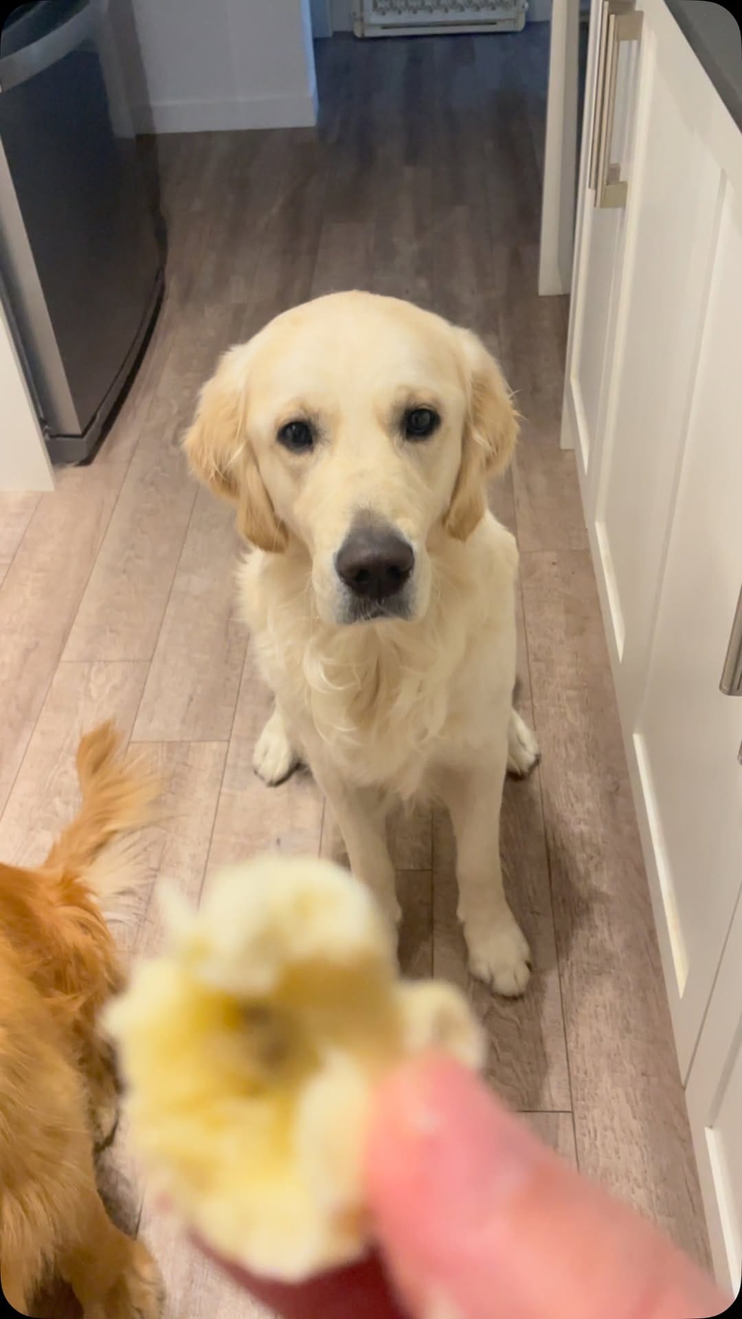 Post 6 by Tank the Duke on Instagram (video)