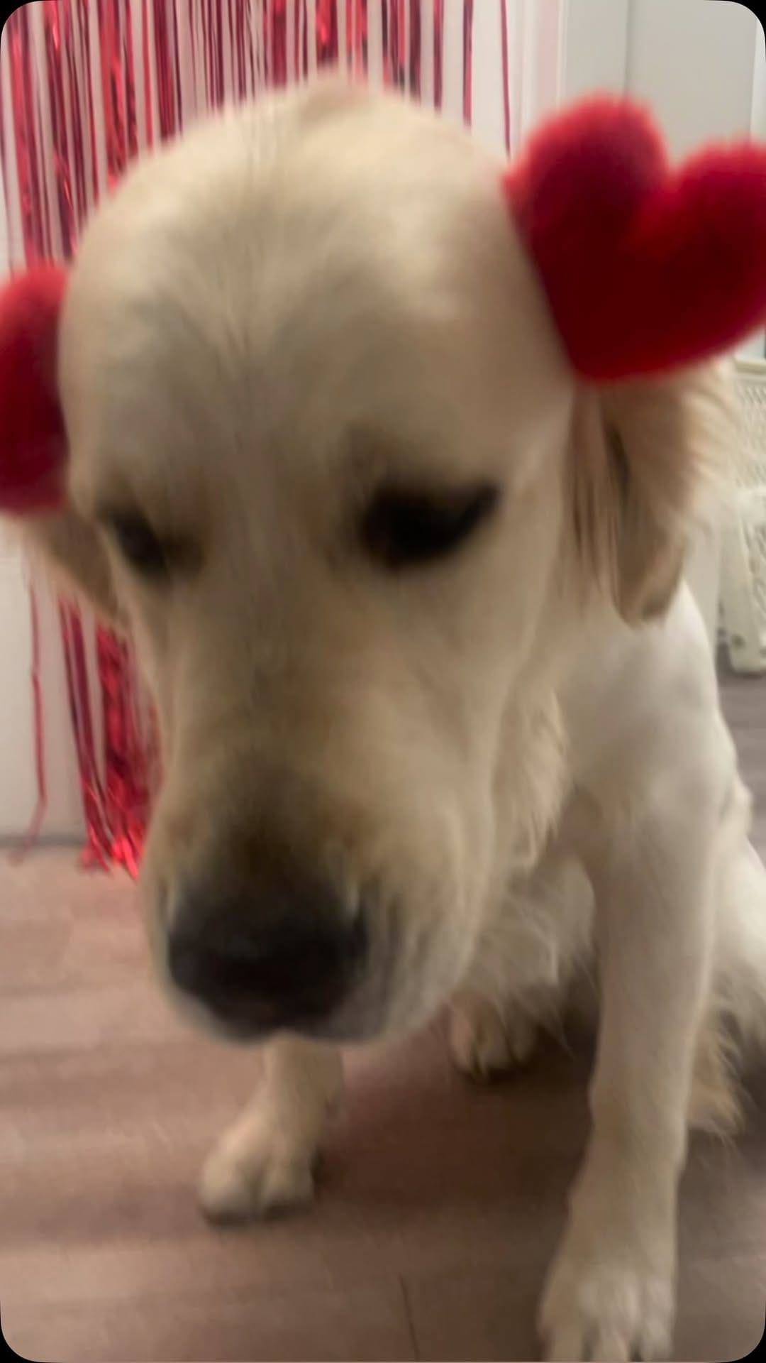 Post 2 by Tank the Duke on Instagram (video)