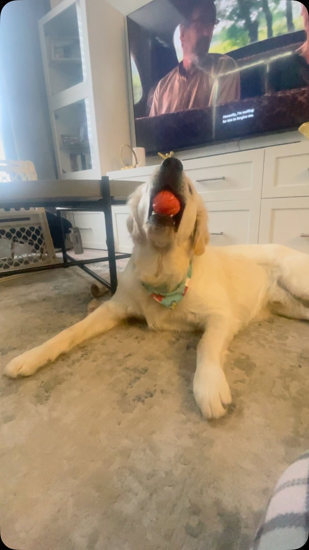 Post 9 by Tank the Duke on Instagram (video)