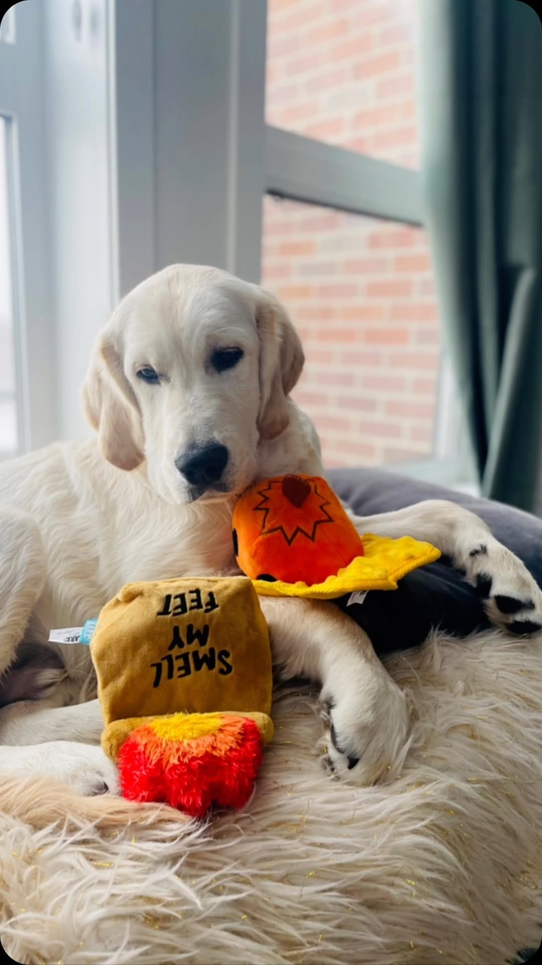 Post 10 by Tank the Duke on Instagram (video)