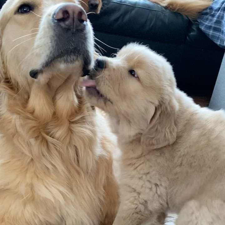 Post 10 by Arrowwood Goldens on Instagram (video)