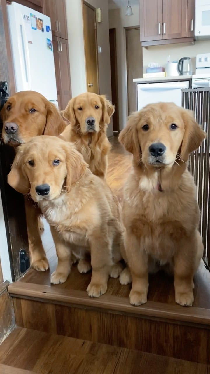 Post 9 by Arrowwood Goldens on Instagram (video)