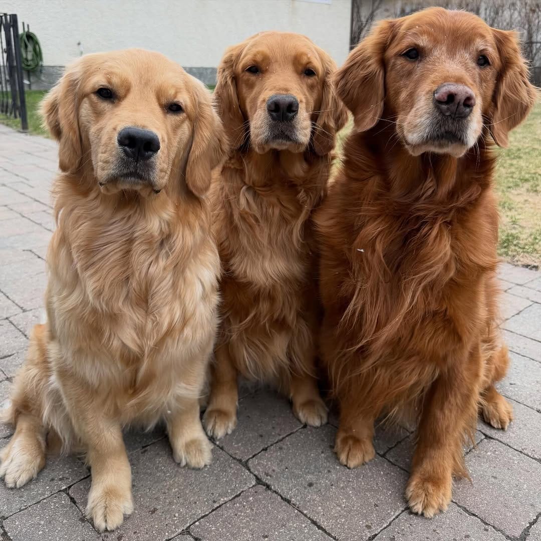 Post 5 by Arrowwood Goldens on Instagram (carousel)