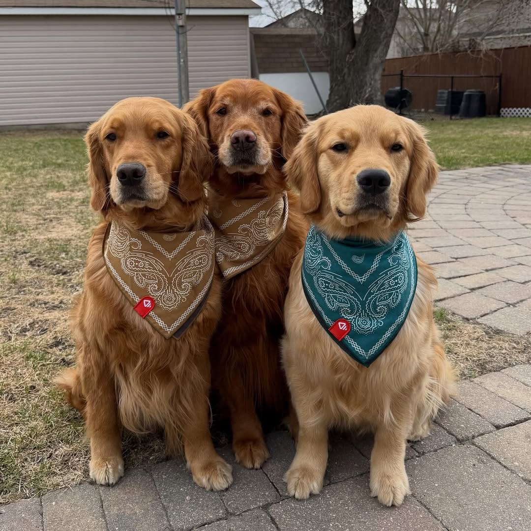 Post 6 by Arrowwood Goldens on Instagram (carousel)
