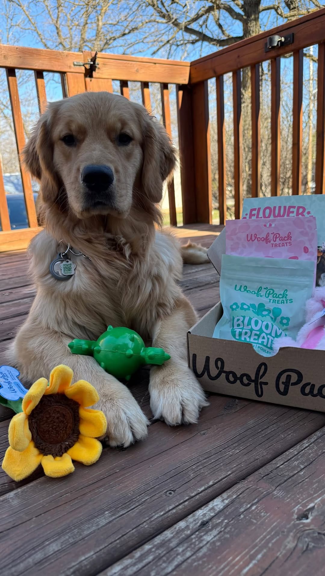 Post 3 by Arrowwood Goldens on Instagram (video)