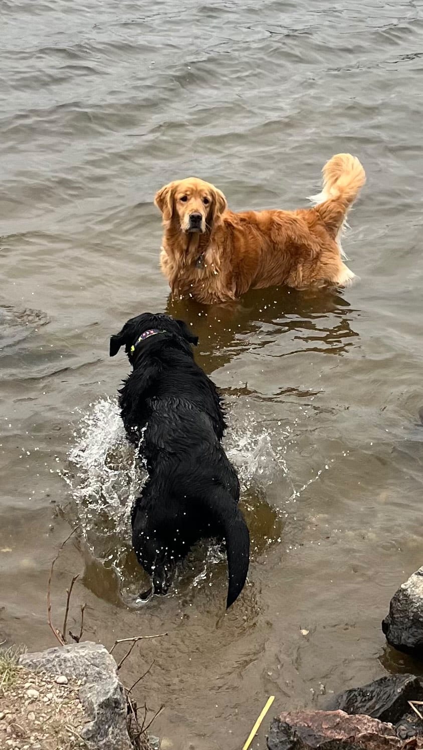 Post 2 by Arrowwood Goldens on Instagram (video)