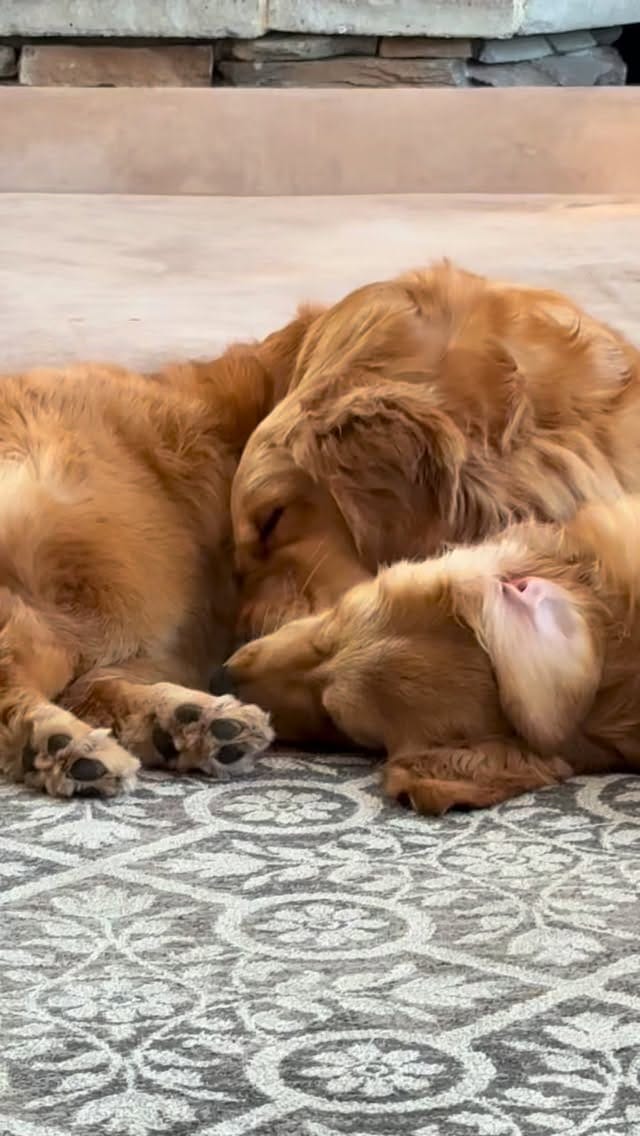 Post 7 by Arrowwood Goldens on Instagram (video)