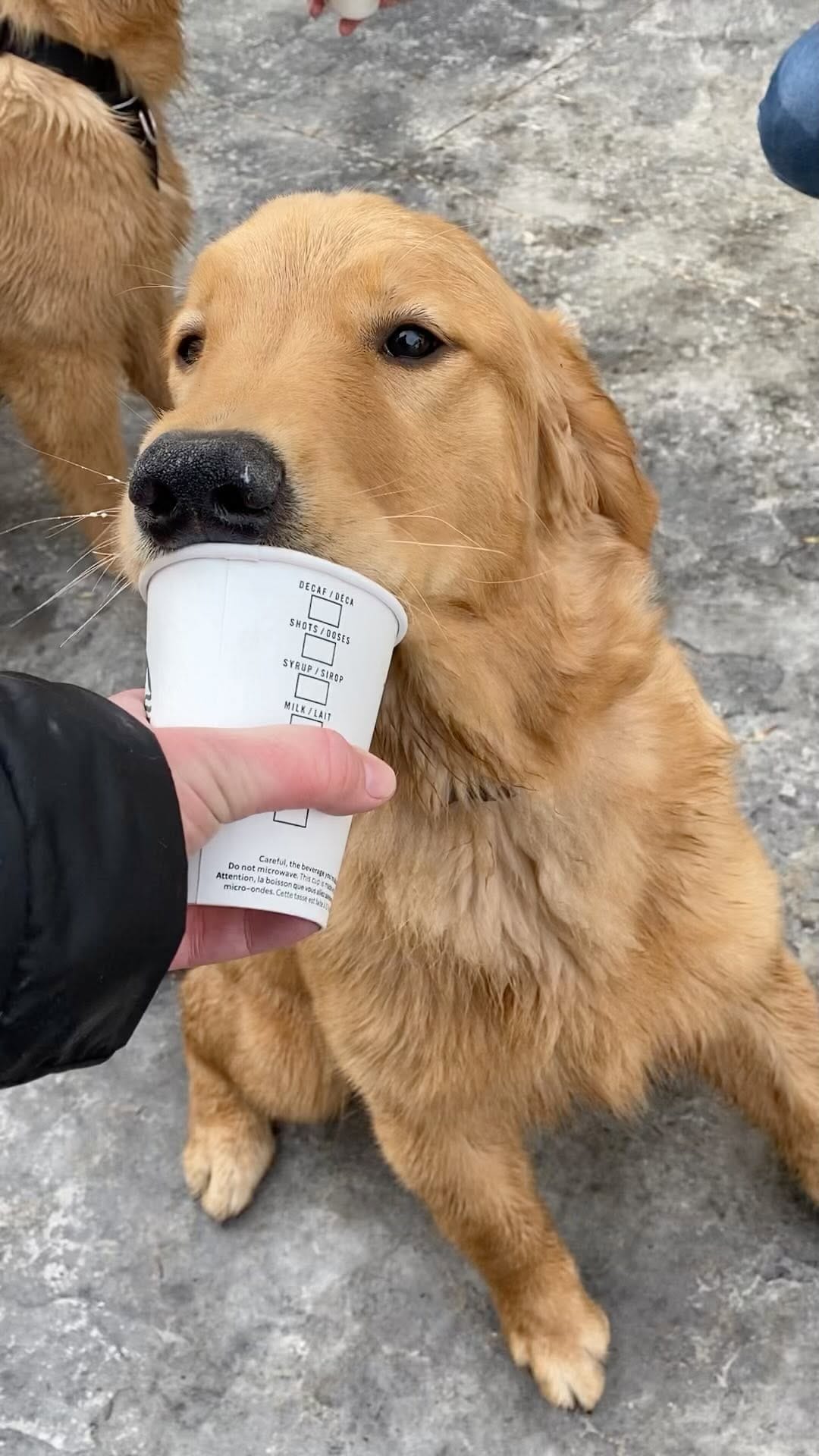 Post 8 by Arrowwood Goldens on Instagram (video)