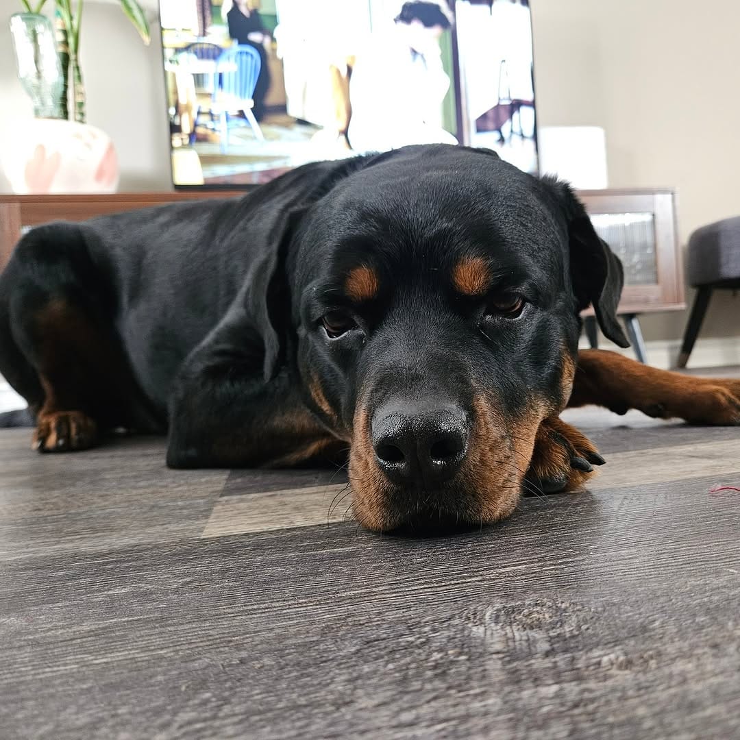 Post 7 by Bark at the Moon on Instagram (carousel)