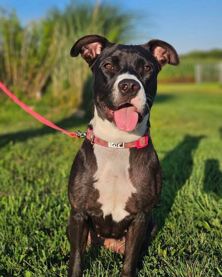 Post 4 by Bark at the Moon on Instagram (carousel)