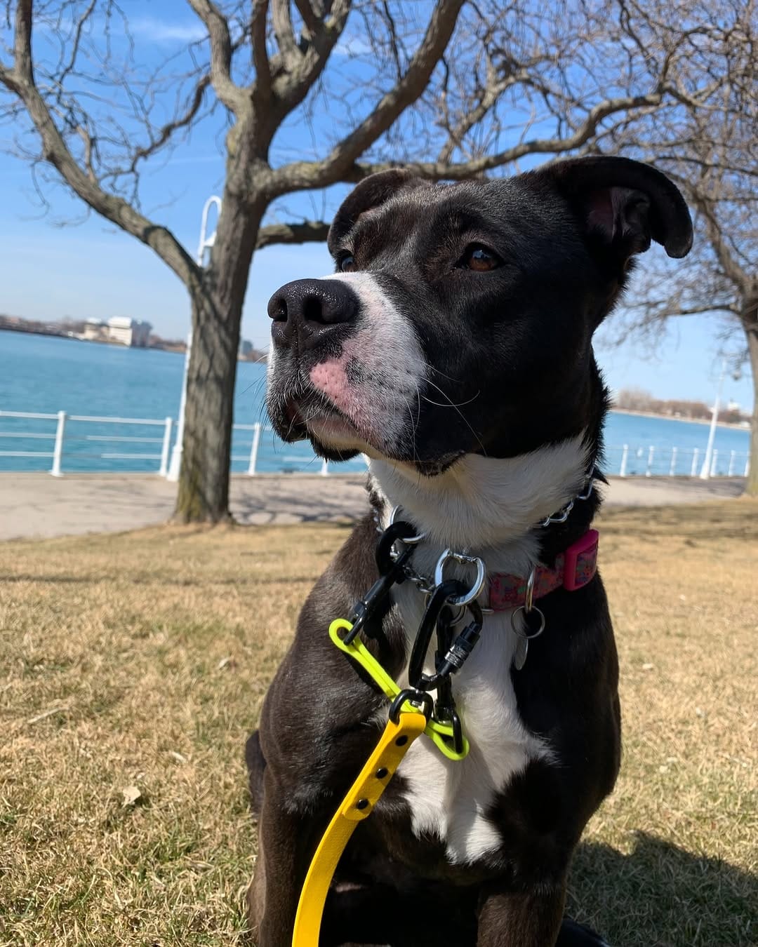 Post 10 by Bark at the Moon on Instagram (carousel)