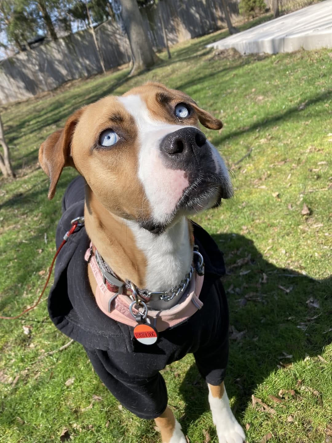 Post 6 by Bark at the Moon on Instagram (carousel)