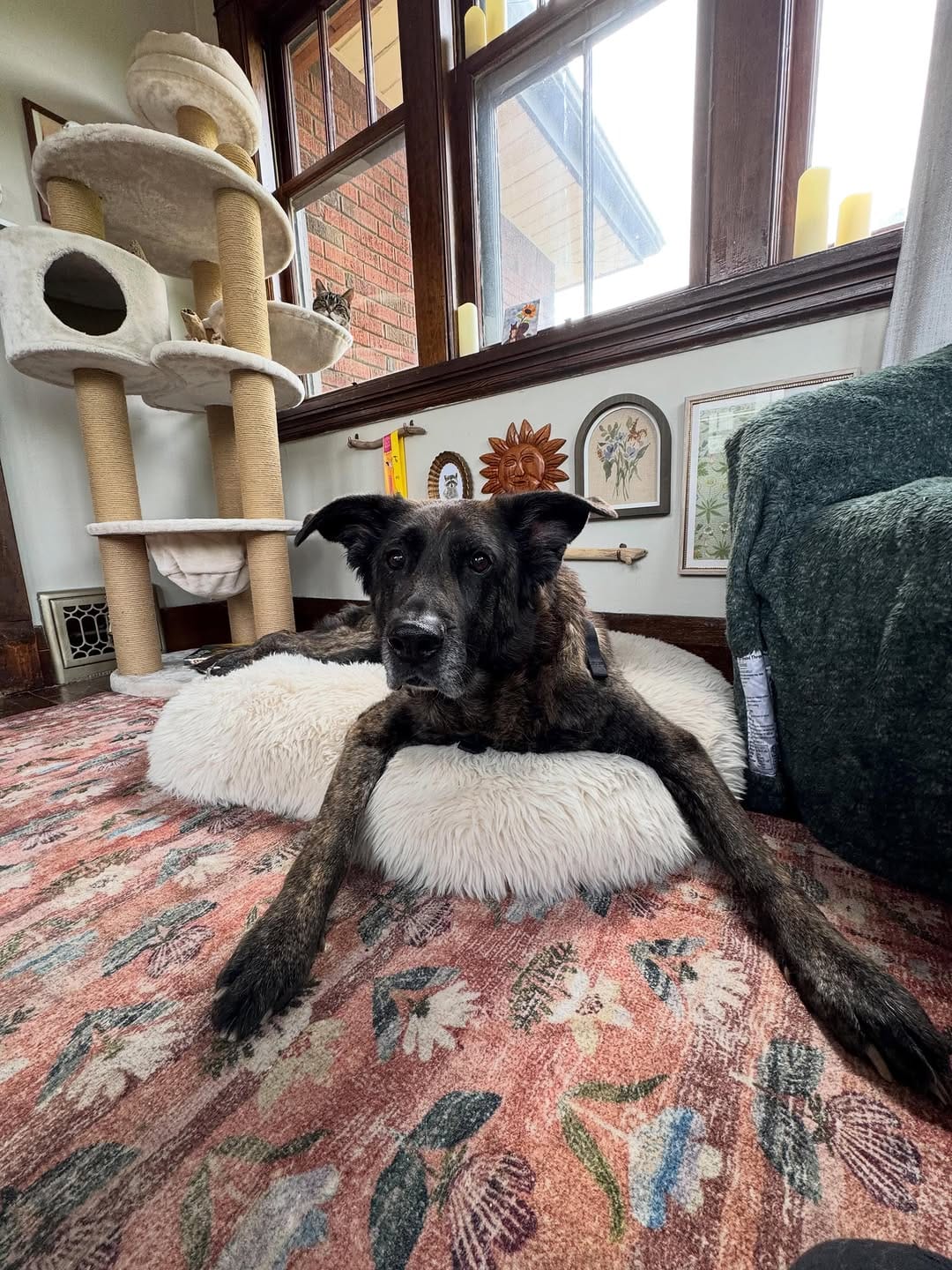 Post 3 by Bark at the Moon on Instagram (carousel)