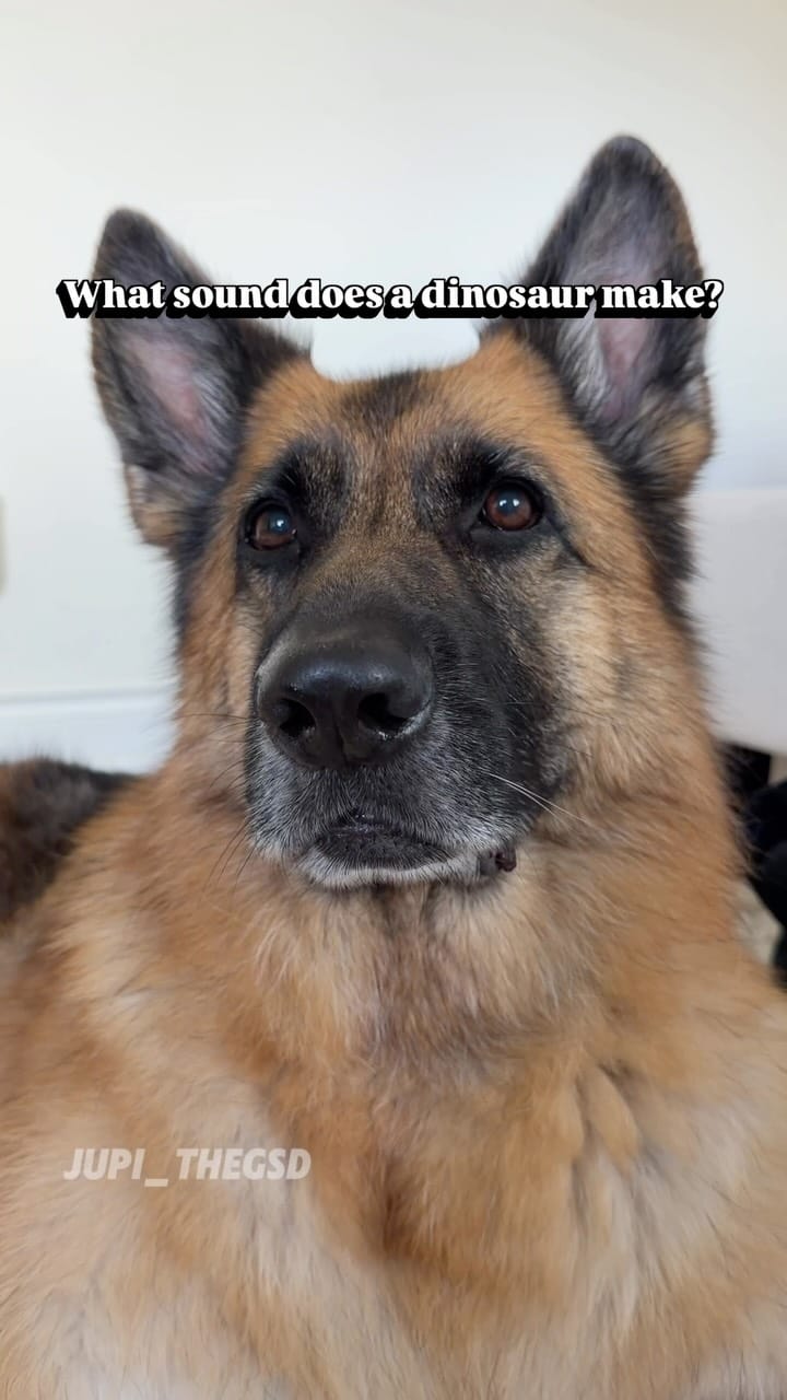 Post 1 by Jupi the German Shepherd on Instagram (video)