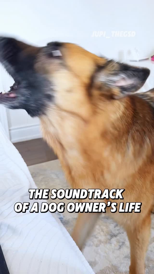 Post 9 by Jupi the German Shepherd on Instagram (video)