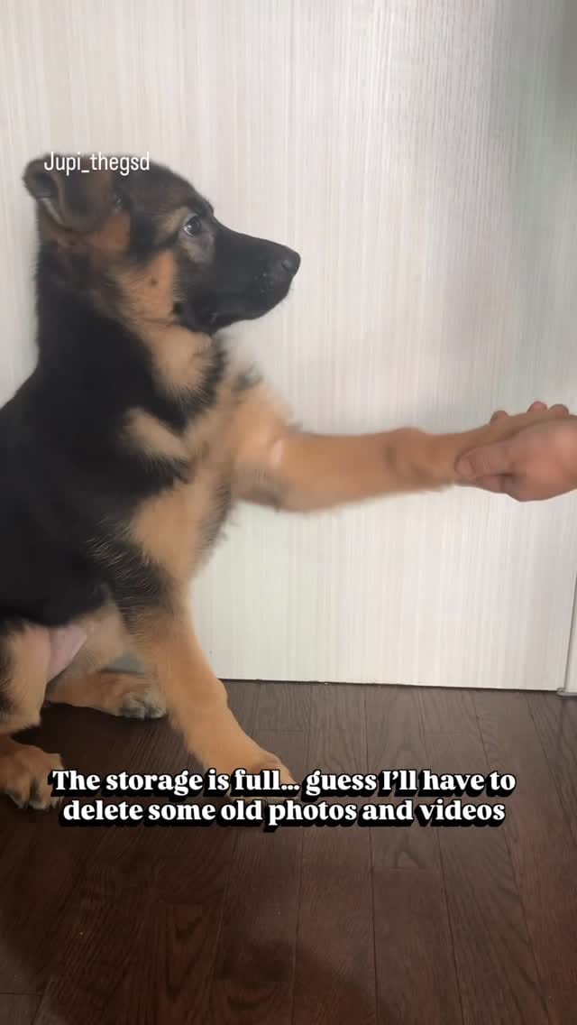 Post 10 by Jupi the German Shepherd on Instagram (video)