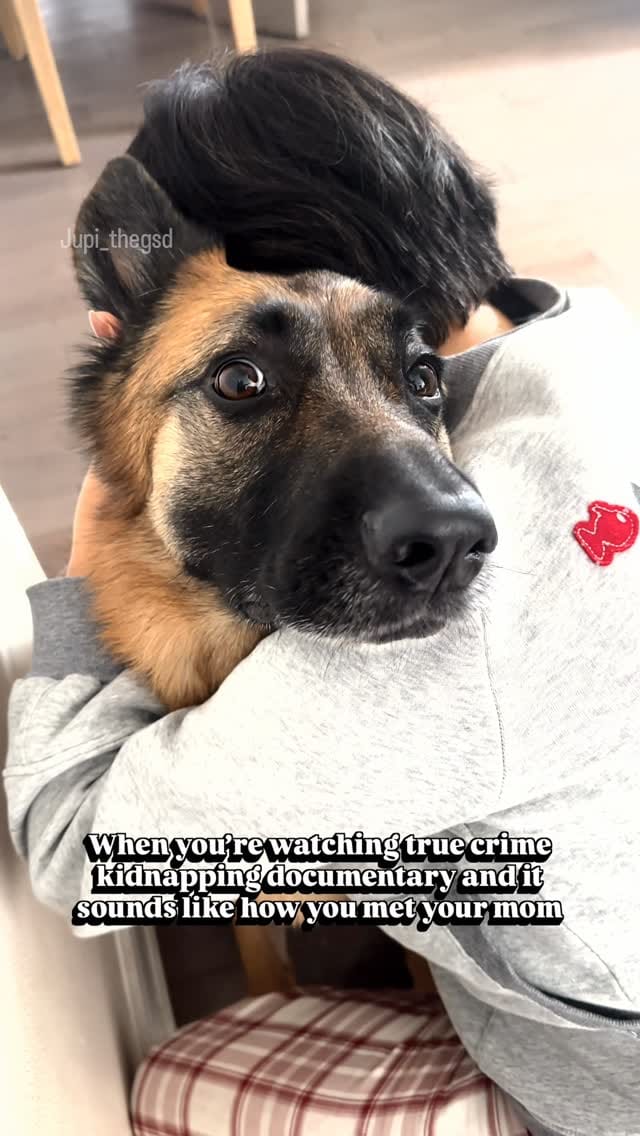 Post 7 by Jupi the German Shepherd on Instagram (video)
