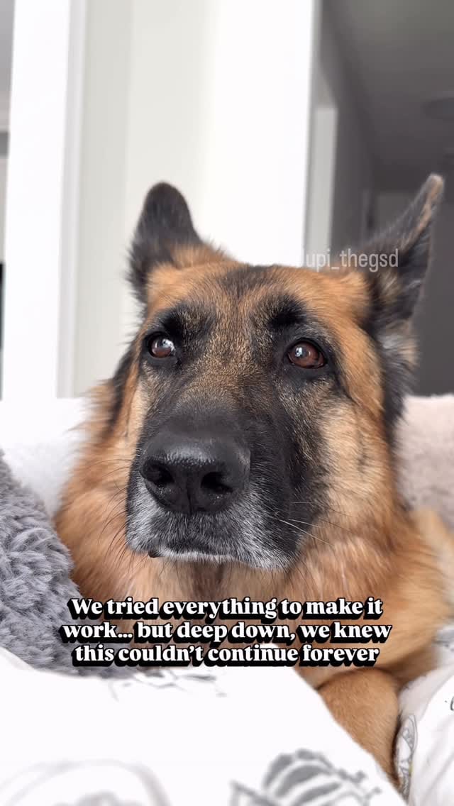 Post 5 by Jupi the German Shepherd on Instagram (video)