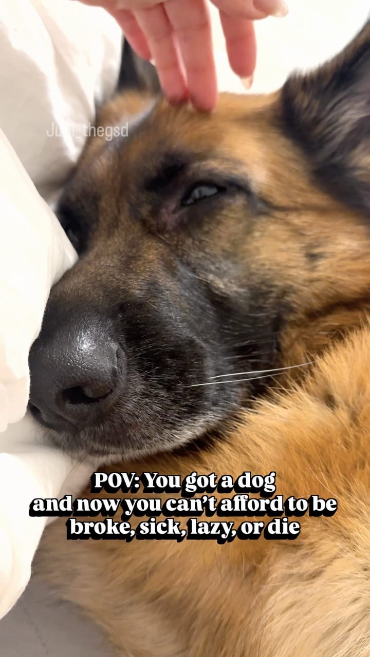 Post 2 by Jupi the German Shepherd on Instagram (video)